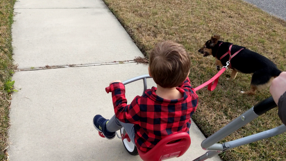 Taking the Dog for a Walk